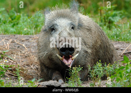 Wildschwein, Sus scrofa, Porträt Stockfoto