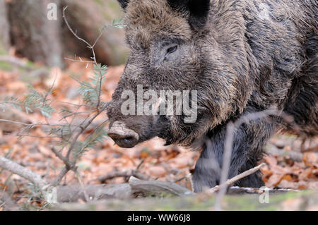 Wildschwein, Sus scrofa, Porträt Stockfoto