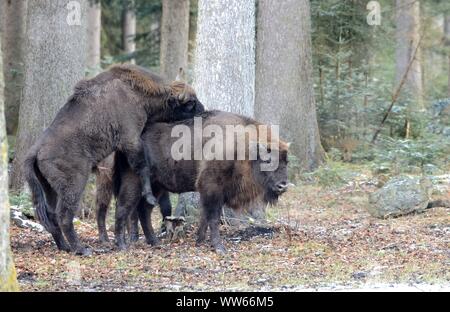 Wisent, europäisches Bison Paarung, Bison bonasus Stockfoto