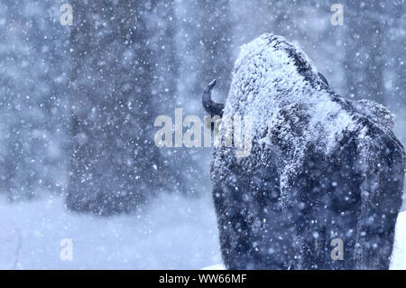 Wisent, Wisente, im Schnee, Bison bonasus Stockfoto