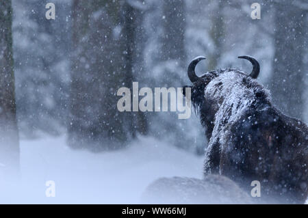 Wisent, Wisente, im Schnee, Bison bonasus Stockfoto