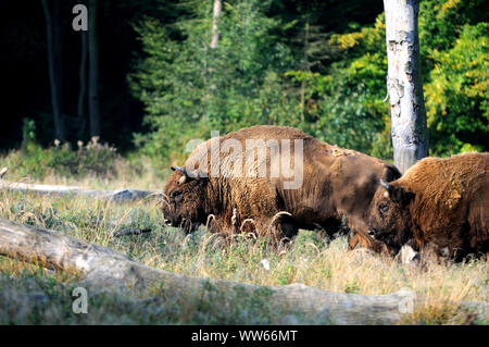 Wisent, europäisches Bison, im Wald, Bison bonasus Stockfoto