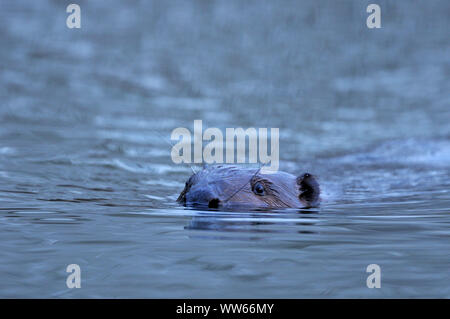 Schwimmen Europäische Biber, Castor fiber, Stockfoto