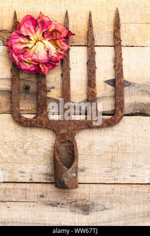 Alten rostigen Mistgabel mit welke rose auf hölzernen Boden Stockfoto