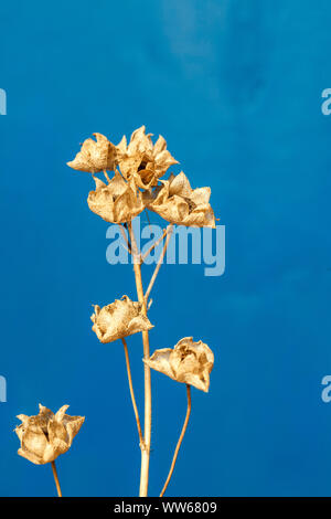 Ballon Blumensamen, still life Stockfoto