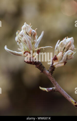 Pear Tree Blossom, knospen im Frühling Stockfoto