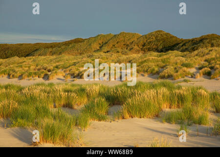 Dünen an der Nordsee Insel Juist im Abendlicht. Stockfoto