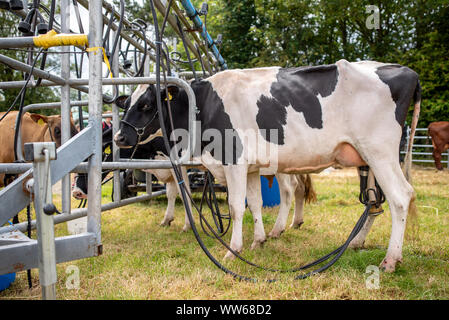 Kühe durch eine Melkmaschine gemolken, Irland Stockfoto