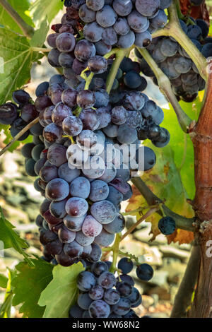 Ein Bündel von dunklen roten Weintrauben aus der Rebe in einem Weinberg im Herbst Ernte hängen Stockfoto