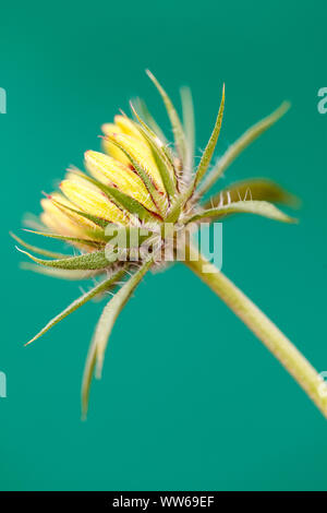 Gelbe coneflower, Rudbeckia fulgida, Knospe, Nahaufnahme Stockfoto