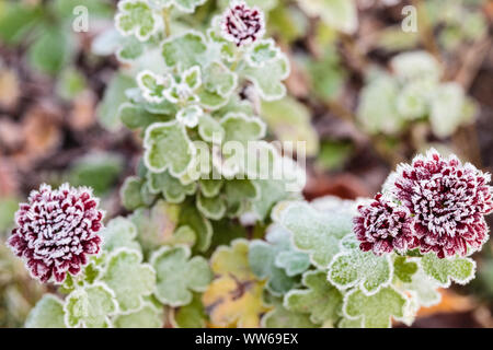 Frost - überdachte Blüten eines Aster Stockfoto