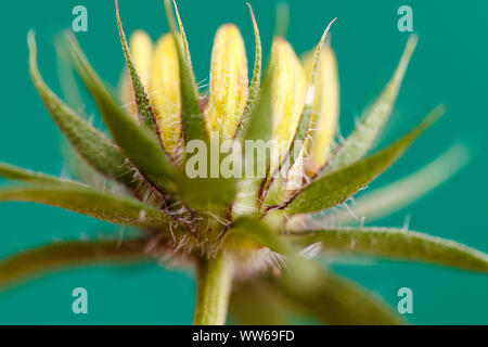 Gelbe coneflower, Rudbeckia fulgida, Knospe, Nahaufnahme Stockfoto