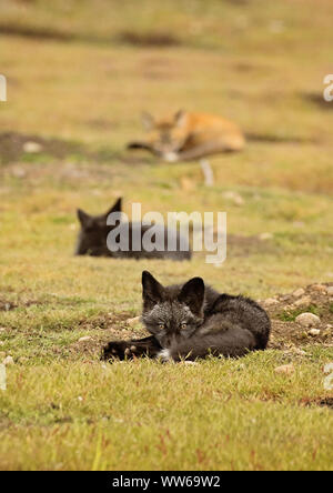 Rotfuchs tanzte und spielte auf den Feldern und suchte nach dem nächsten Essen. Babyfüchse lernen von ihren Eltern und durch sinnvolles Spielen. Stockfoto