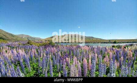 Berge und See im Hintergrund, bunten Lupinen im Vordergrund in Neuseeland Stockfoto