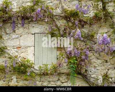 Shuttered windowing Steinmauer mit Glyzinien wächst Stockfoto