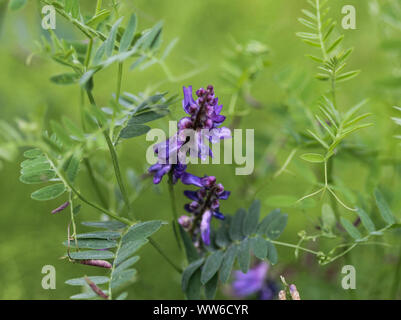 Nahaufnahme von Vicia villosa Blume, wie die behaarte vetch, Futter vetch oder Winter vetch bekannt Stockfoto