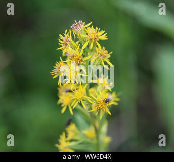 Nahaufnahme von Solidago virgaurea, gemeinsame Europäische goldrute oder woundwort Stockfoto