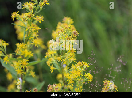 Nahaufnahme von Solidago virgaurea, gemeinsame Europäische goldrute oder woundwort Stockfoto