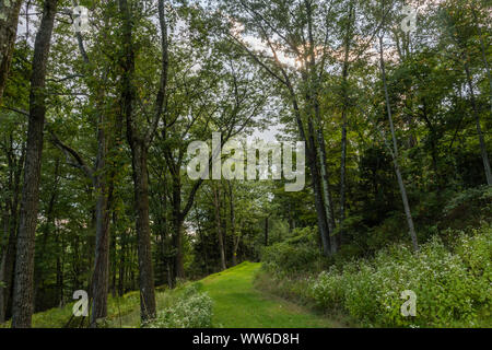 Schönen Wald glen Vista im Sommer, Pocono Mountains, North Eastern Pennsylvania Stockfoto