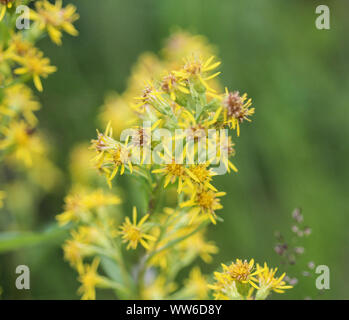 Nahaufnahme von Solidago virgaurea, gemeinsame Europäische goldrute oder woundwort Stockfoto