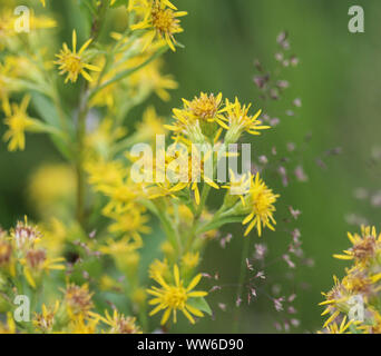 Nahaufnahme von Solidago virgaurea, gemeinsame Europäische goldrute oder woundwort Stockfoto