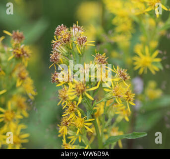 Nahaufnahme von Solidago virgaurea, gemeinsame Europäische goldrute oder woundwort Stockfoto