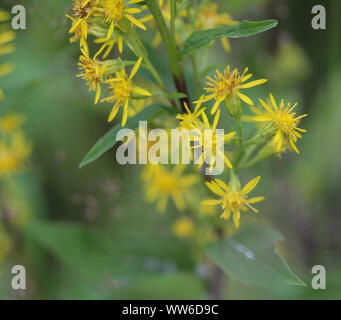 Nahaufnahme von Solidago virgaurea, gemeinsame Europäische goldrute oder woundwort Stockfoto