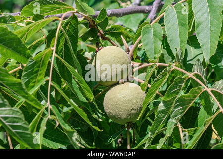 Östlichen schwarze Walnuss, Juglans nigra, grüne Frucht wachsenden Outdoor am Baum. Stockfoto