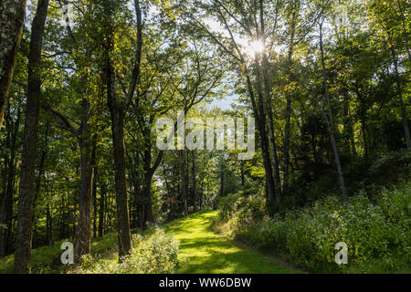 Schönen Wald glen Vista im Sommer, Pocono Mountains, North Eastern Pennsylvania Stockfoto