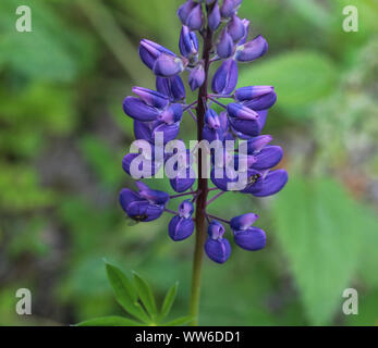 Nahaufnahme von Lupinus polyphyllus Blume, bekannt als Grossblättrige Lupine, viele-leaved Lupin oder, Garten lupin Stockfoto