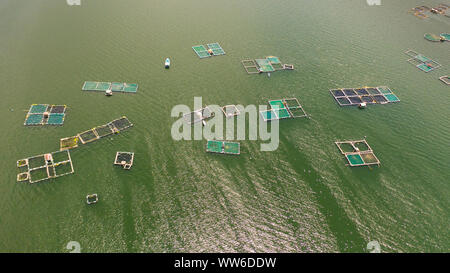 Fischzucht mit Käfigen für Fische und Garnelen auf dem See Taal, Ansicht von oben. Fisch Käfig für Tilapia, milchfisch Landwirtschaft Aquakultur oder Fischzucht Praktiken. Philippinen, Luzon. Stockfoto