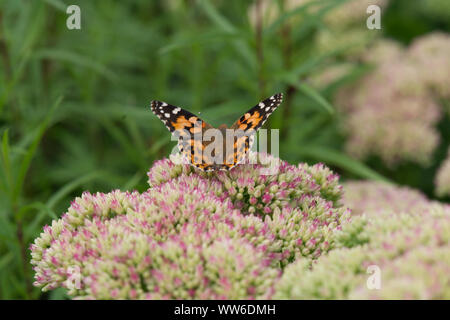 Distelfalter (Vanessa), Cynthia cardui auf einem Sedum spectabile Stockfoto