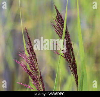 Nahaufnahme der Phragmites australis, auch als Schilf oder Reed Stockfoto
