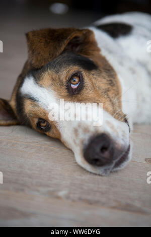 Mischling Hund, portrait Stockfoto