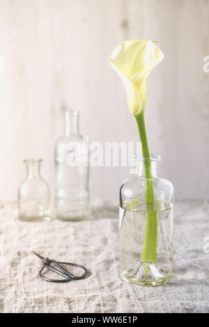 Stillleben mit weißen calla Blume in einem einfachen Glasflasche Stockfoto