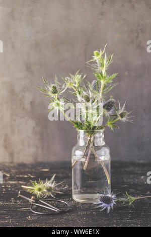 Blaue Distel Zweigniederlassungen, die in einem Glas Vase vor einem dunklen Hintergrund vintage Stockfoto