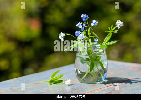 Frühling Stimmung, Vergissmeinnicht und Waldmeister blüht in einem Glas, auf einen hölzernen Tisch im Garten Stockfoto