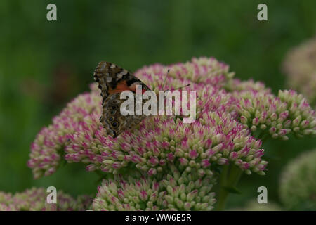 Karte Schmetterling, Araschnia levans Stockfoto