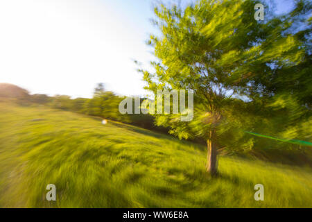 Baum auf der Wiese im Sommer mit Bewegung Stockfoto