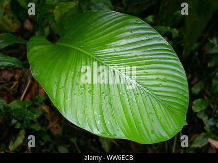 Exotische grünes Blatt im Regenwald Stockfoto