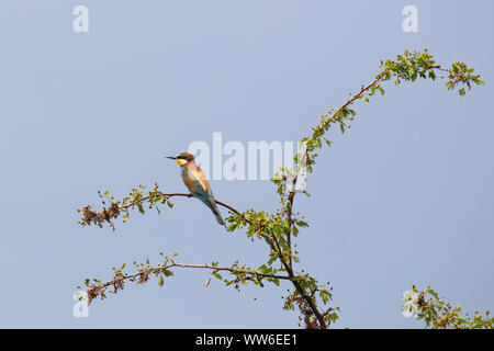 Bienenfresser, Merops apiaster, sitzt auf Zweig Stockfoto