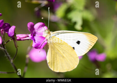 Große Kohl weiß, Pieris brassicae, bei Phlox Stockfoto