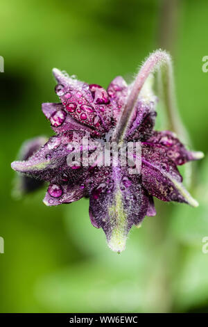 Hybrid Aquilegia vulgaris 'Black Barlow' gefüllte Columbine Stockfoto