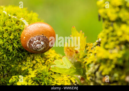 Garten Schnecke, kleinere gebändert Schnecke, Cepaea hortensis auf einem Weinstock Stockfoto