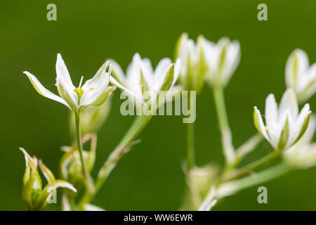 Nap-at-Mittag, Star Of Bethlehem, Ornithogalum umbellatum Stockfoto