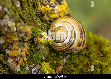 Garten Schnecke, kleinere gebändert Schnecke, Cepaea hortensis auf einem Weinstock Stockfoto