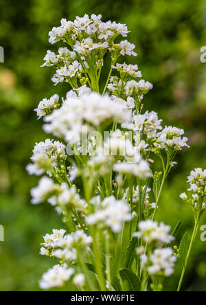 Meerrettich, Armoracia rusticana, Blossom Stockfoto