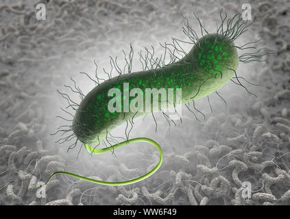 Grüne cholera Bakterium mit Pili und Brennnessel mit bakteriellen Besiedlung auf intestinalen Wand im Hintergrund Stockfoto