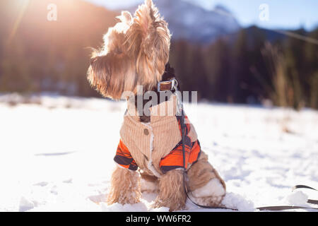 Yorkshire Terrier sitzen im Schnee Overalls tragen. Hund Yorkshire Terrier Wandern im Schnee. Hund im Winter. Stockfoto