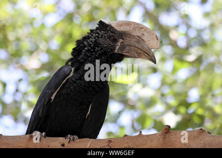Silbrig ist Hornbill Bycanistes brevis, Bahir Dar, Äthiopien Stockfoto